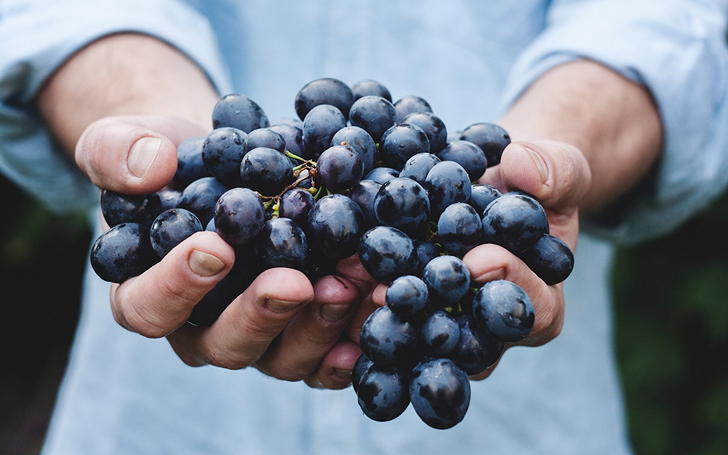 Una persona sosteniendo un racimo de uvas en sus manos.